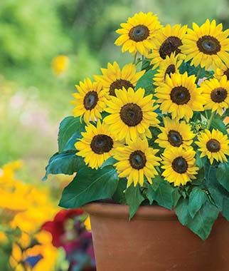 Sunray Yellow Hybrid Sunflower